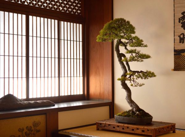 Japanese White Pine bonsai styled by Bjorn Bjorholm in Kyoto