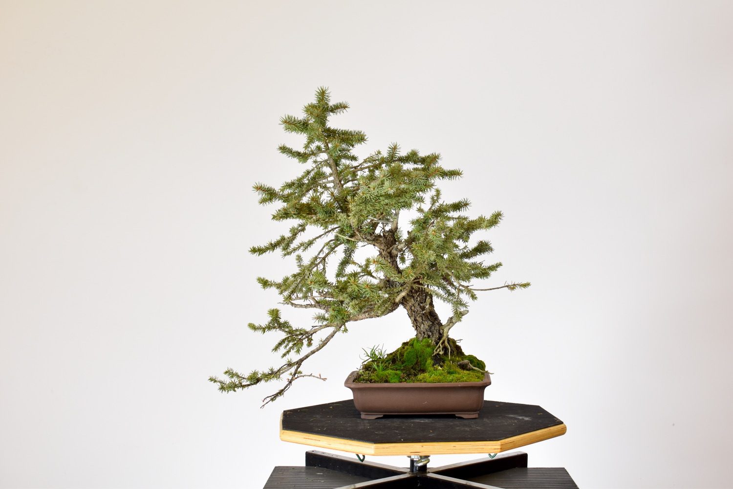 BonsaiU Designing Colorado Blue Spruce LaptrinhX / News