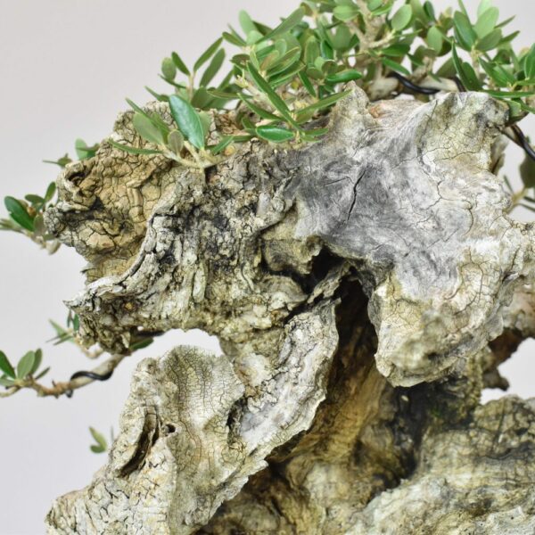 Olive bonsai deadwood close up