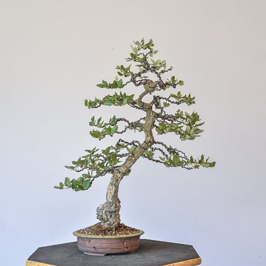 Bonsai Eiseien