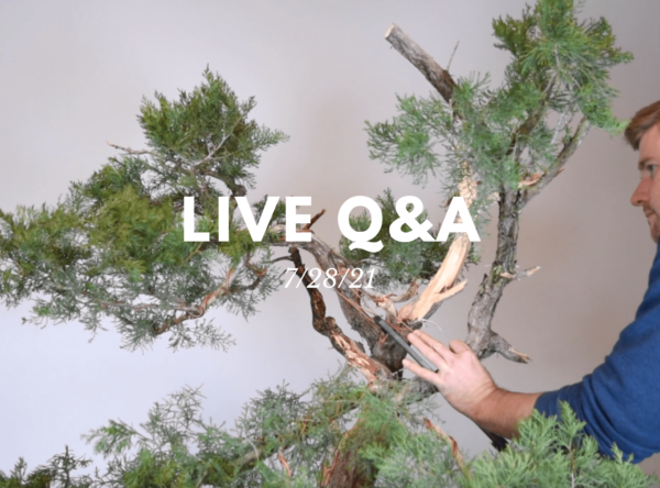 Bonsai-U Live Q&A 7/28/21