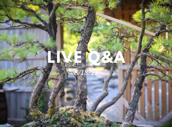 Bonsai-U Live Q&A August 18, 2021