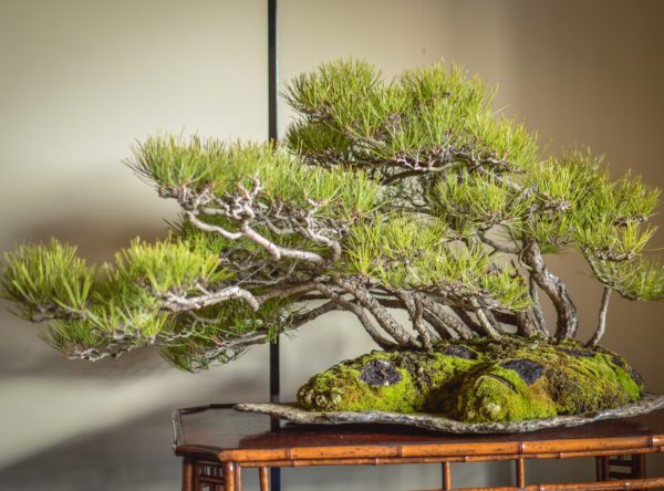 Japanese Red Pine bonsai at Daitoku-ji