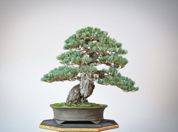 Japanese White Pine bonsai in an oval tokoname pot