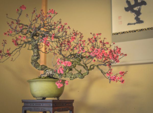 Japanese flowering apricot bonsai on display at Daitoku-ji in KYoto