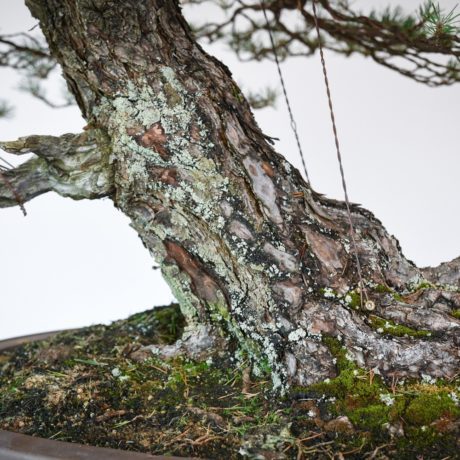 RAF Scots Pine bonsai nebari