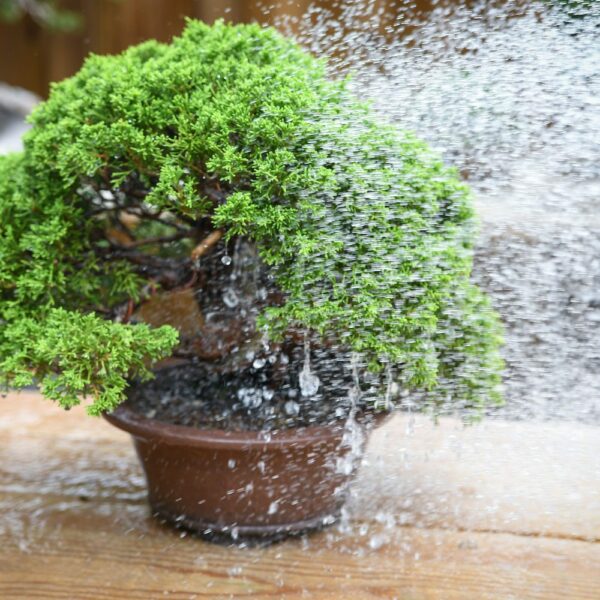 Watering a shimpaku juniper bonsai tree