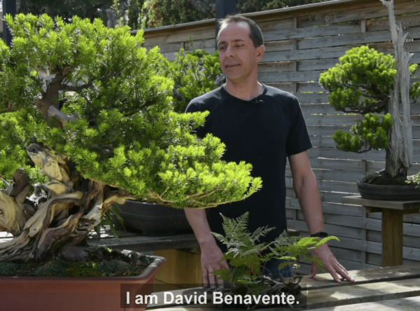 Yew bonsai with David Benavente