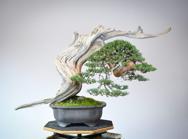 Rocky Mountain juniper bonsai for the US National Bonsai Exhibition