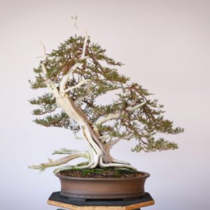Rocky Mountain Juniper double trunk bonsai at Eisei-en