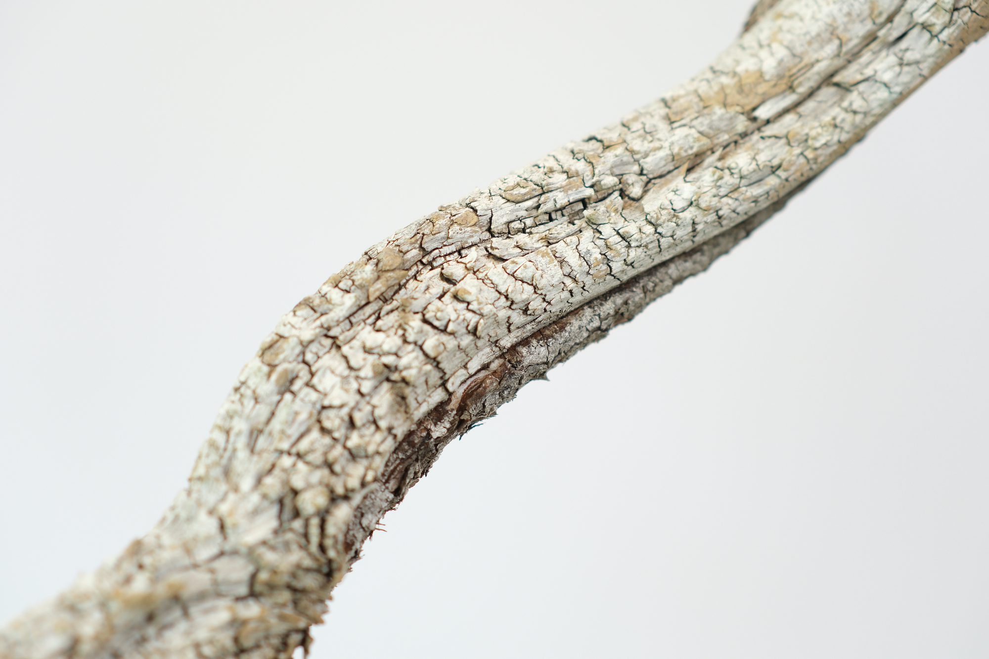 Limber Pine—Branches Flexible Enough You can Tie them in Knots